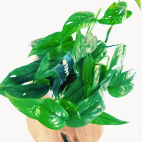 Epipremnum Cebu Blue C1,2