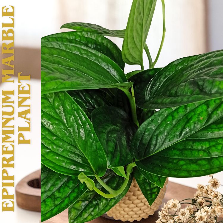 Epipremnum Marble Planet C1,2