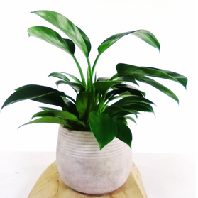 Philodendron Green Princess C1,0