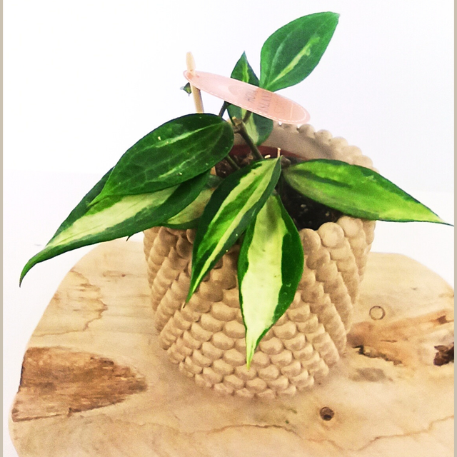 Hoya Pot of Gold C1,2