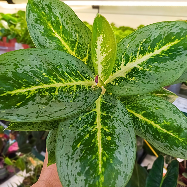 Aglaonema Lemon Mint C1,2