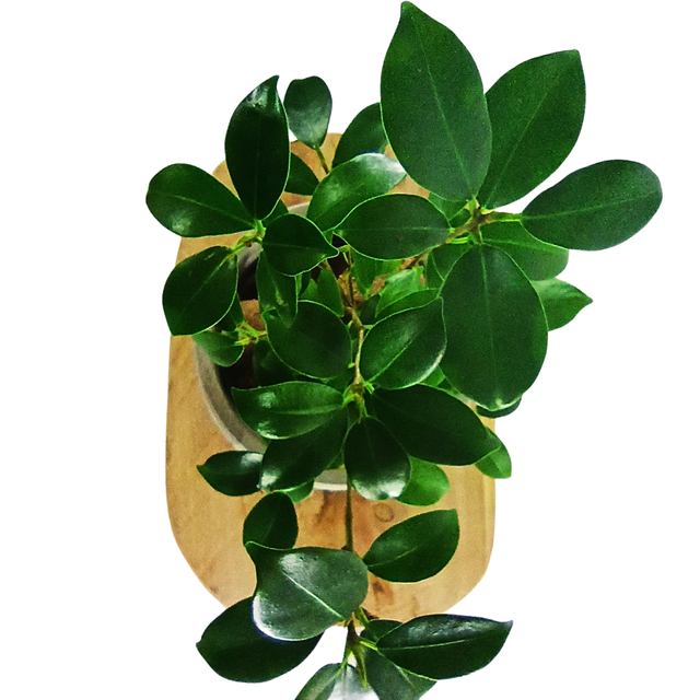 Aglaonema Peach Pearl C1,2