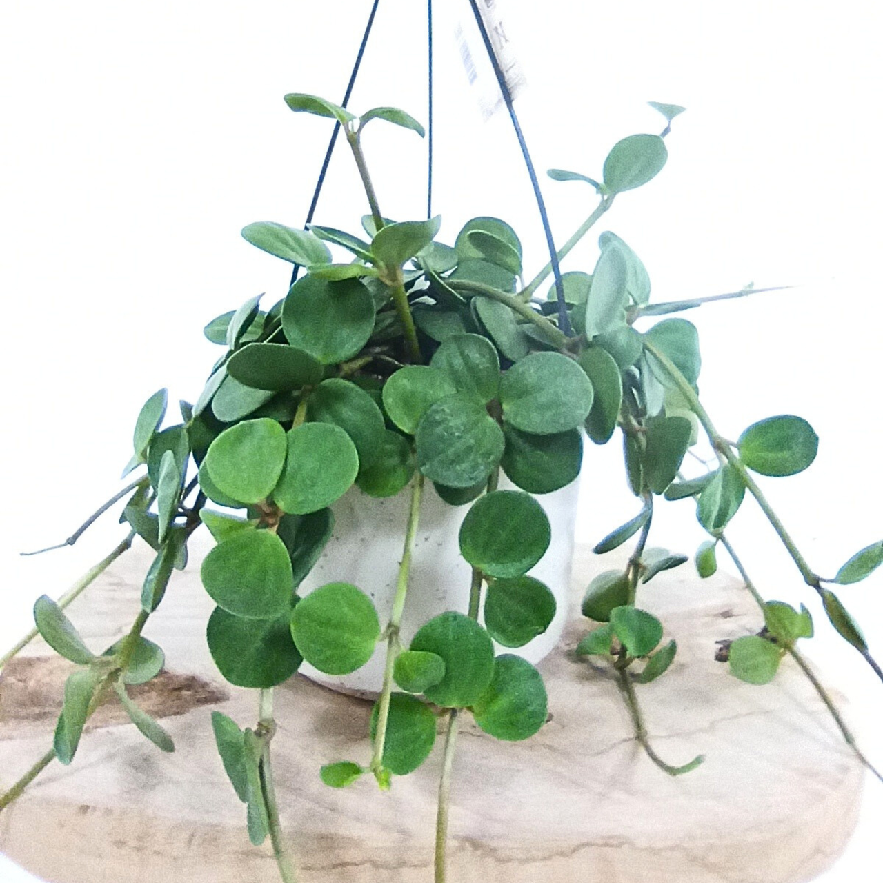 Peperomia tetraphylla Hope C1,4