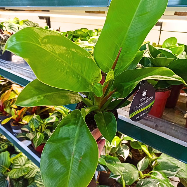 Philodendron Moonlight C1,2