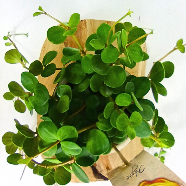 Aglaonema Peach Pearl C1,2