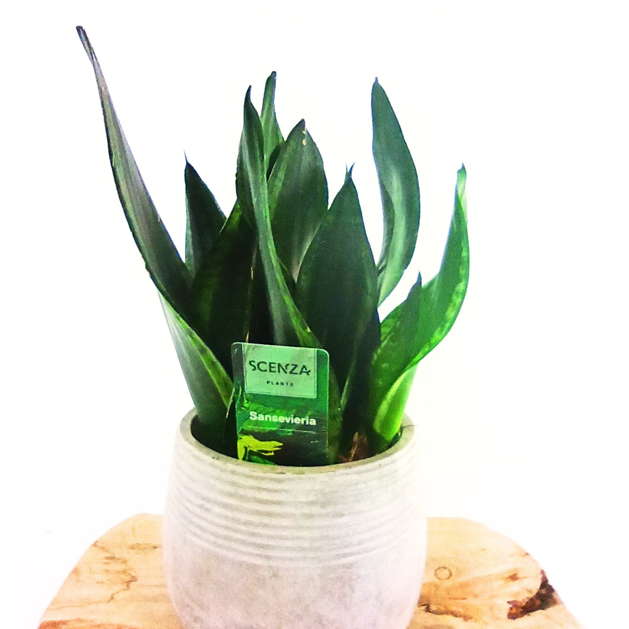 Sansewieria Silver Flame Sansevieria C1,2