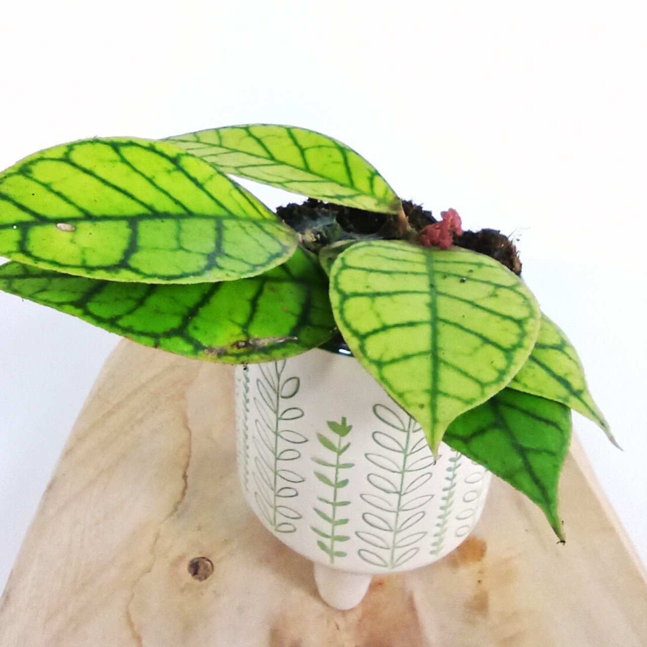 Hoya callistophylla C0,9