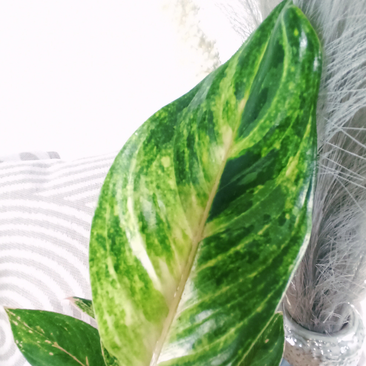 Aglaonema Peach Pearl C1,2