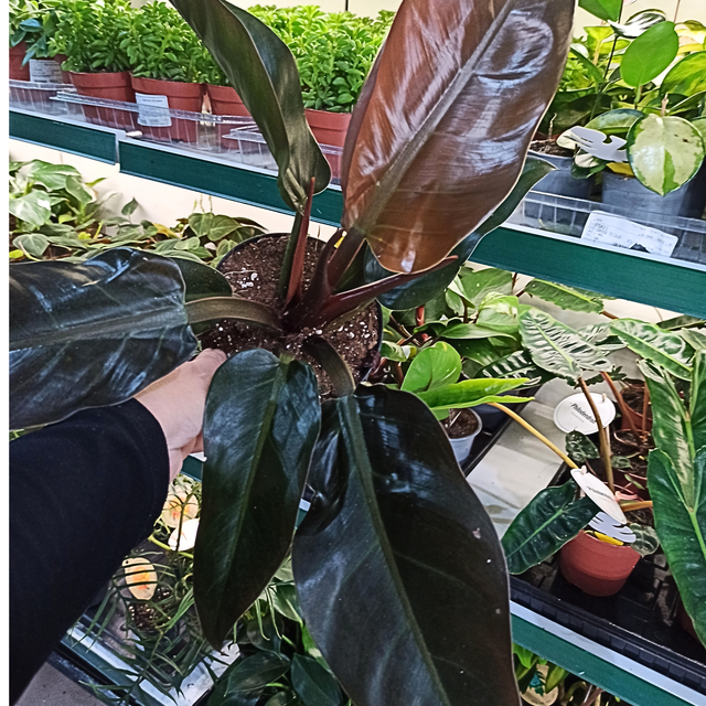 Filodendron Imperial Red Philodendron C1,4