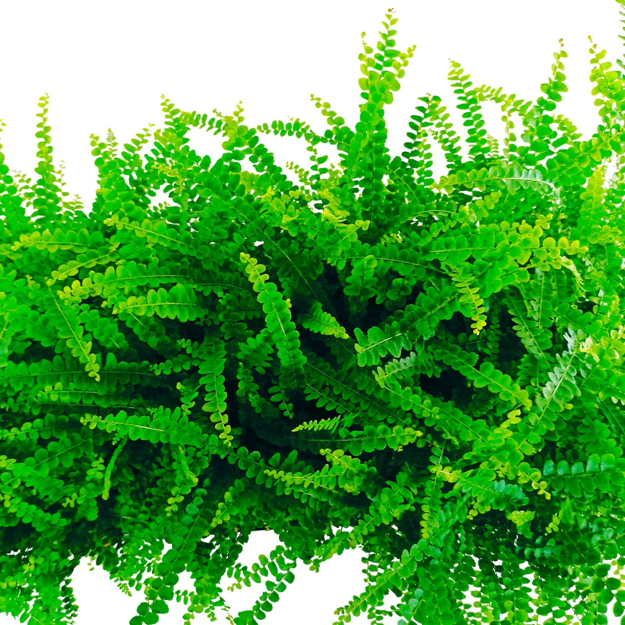 Nephrolepis cordifolia Duffii'C1,2