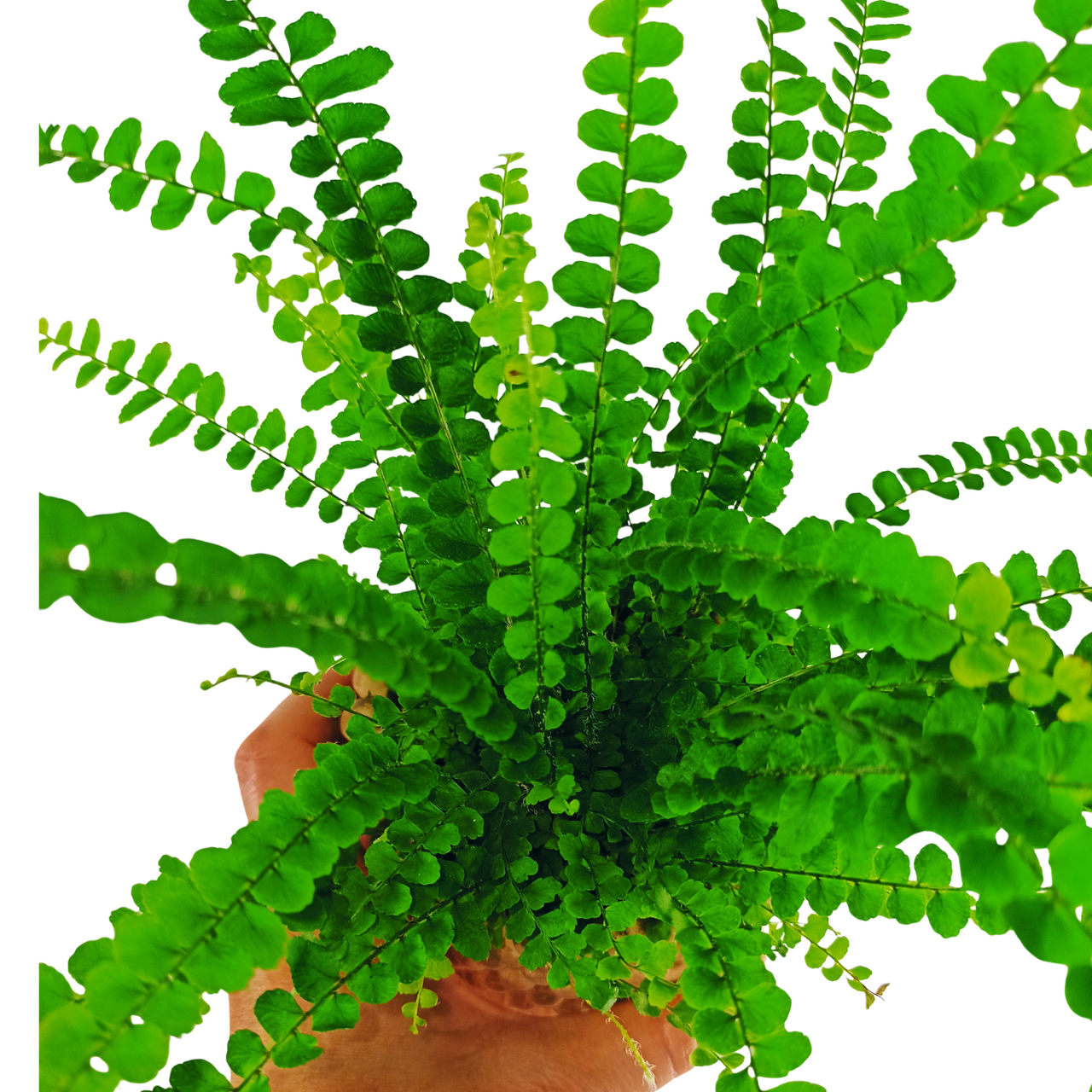 Paproć Nefrolepis sercolistny Duffii Nephrolepis cordifolia C0,9