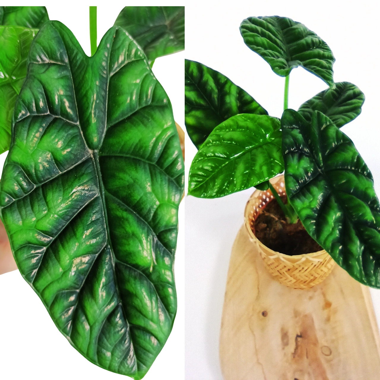 Alocasia Sinuata C1,2