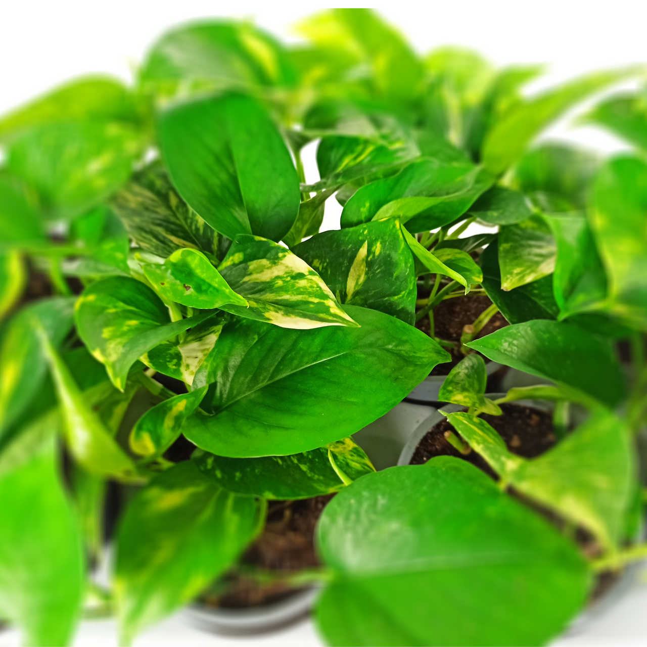 Epipremnum aureum Epipremnum złociste C1,2