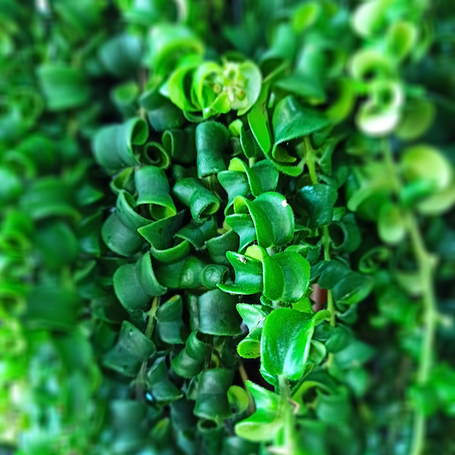 Eszynantus Rasta Aeschynanthus C1,5