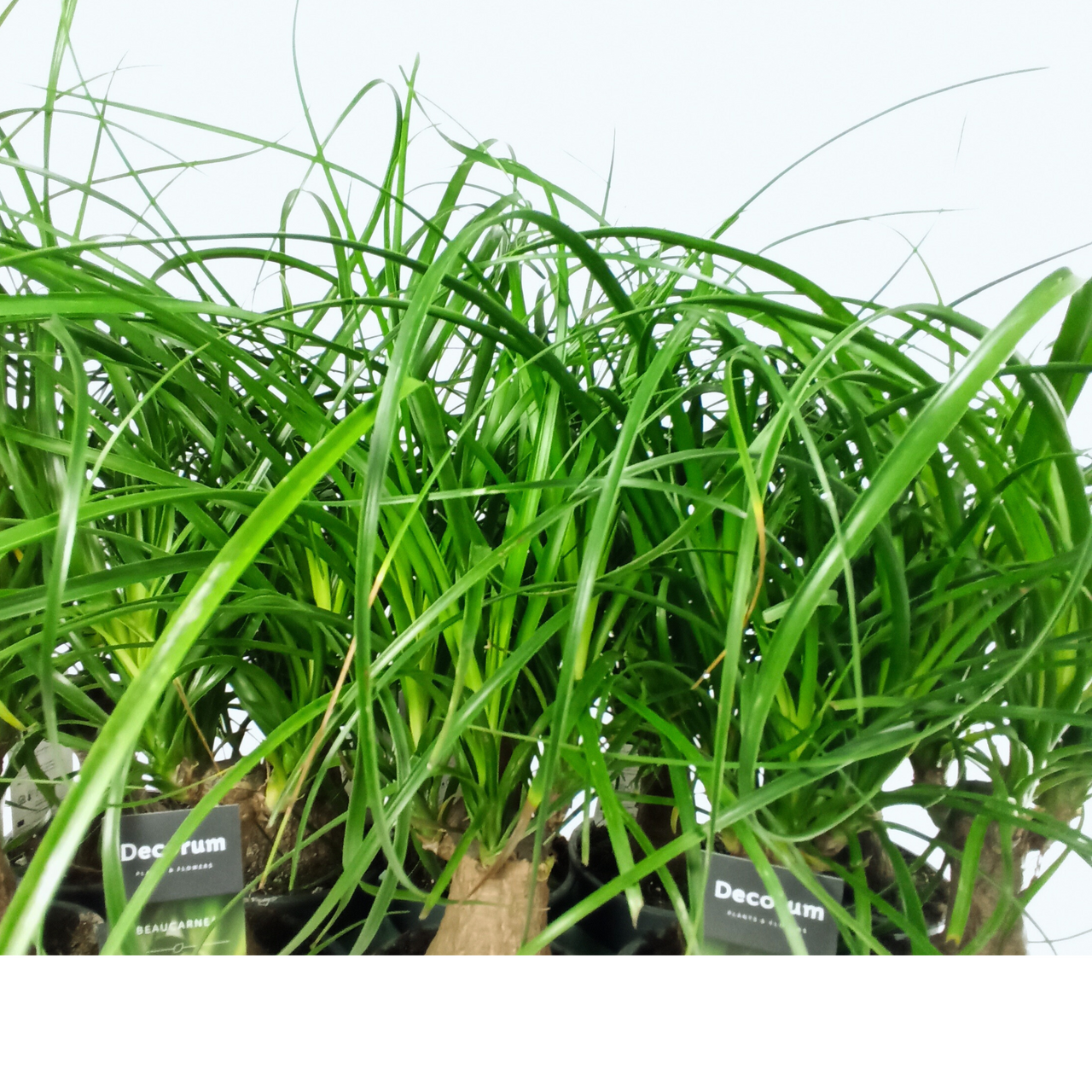 Beaucarnea recurvata Nolina wygięta C1,2