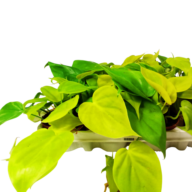 Filodendron Neon Philodendron C0,9