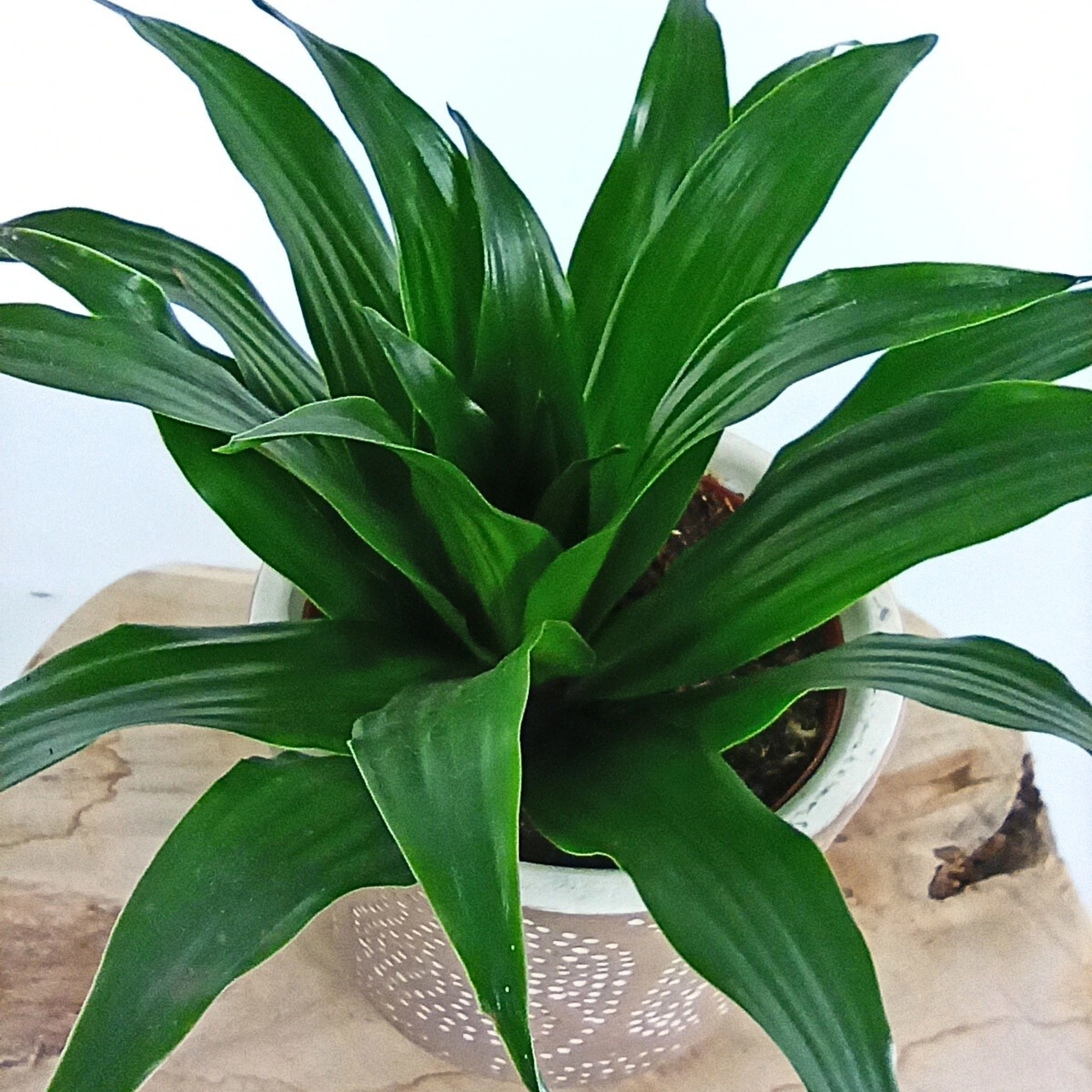 Dracaena Compacta Dracaena fragrans C1,2
