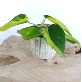 Filodendron Brasil Philodendron C0,6