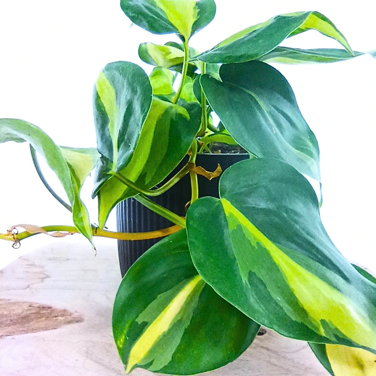 Aglaonema Peach Pearl C1,2