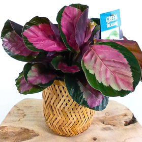 Kalatea Roseopicta Rosy Calathea C1,2