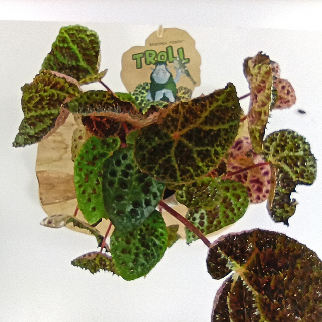 Begonia Ferox C1,2