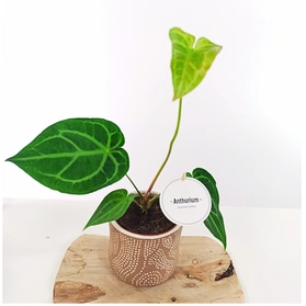 Anturium Magnificum Anthurium C1,2