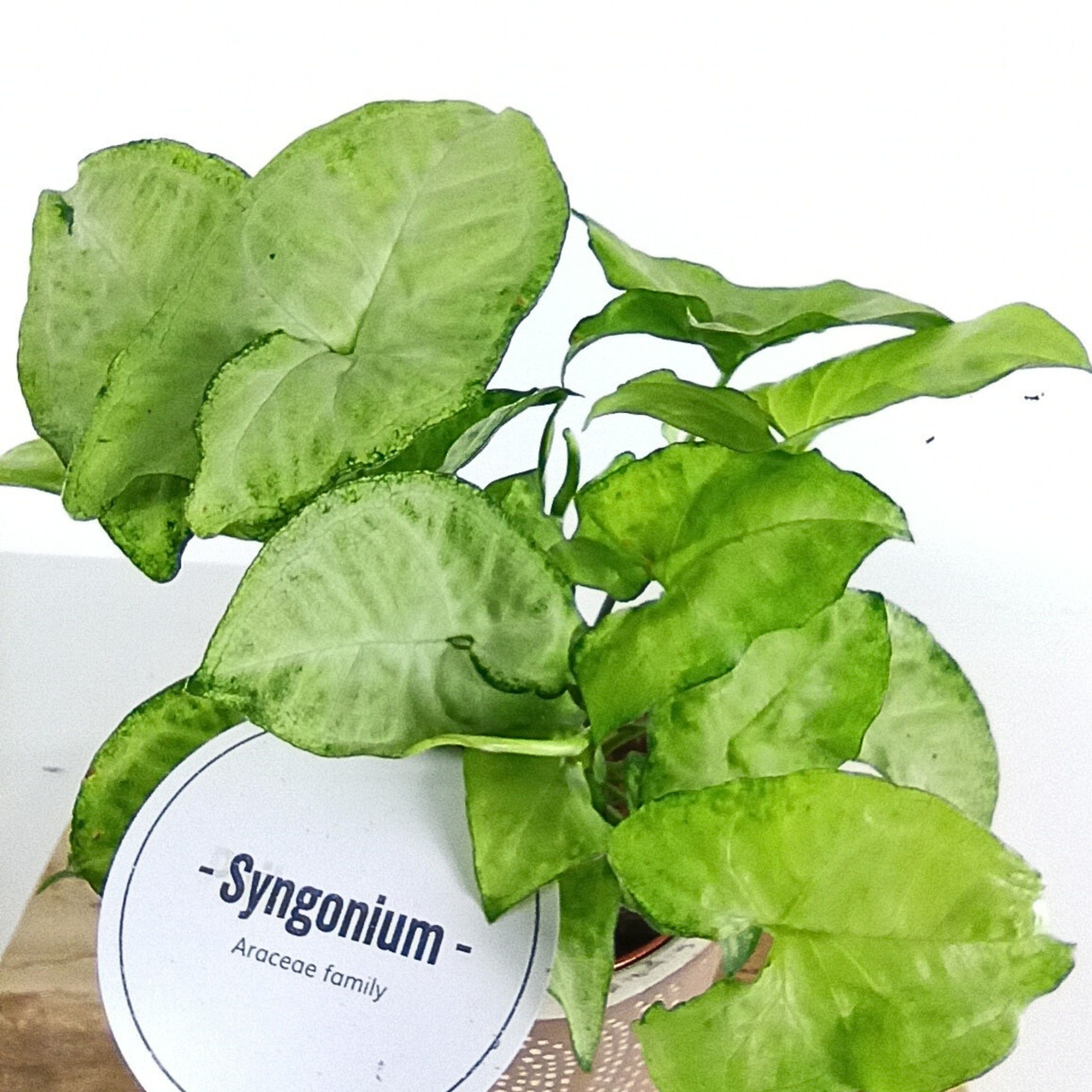 Syngonium White Butterfly Zroślicha C1,2