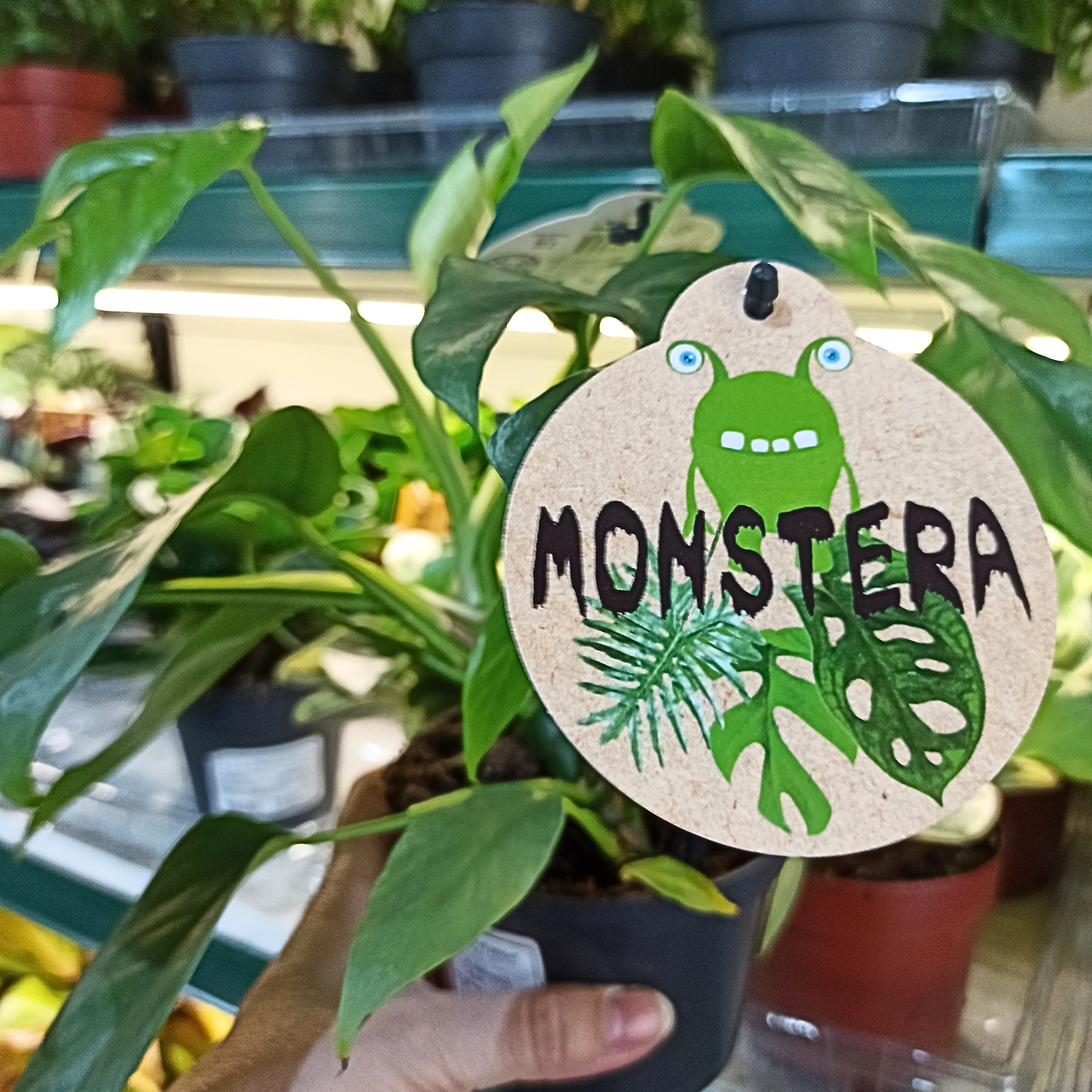 Monstera Minima C1,2