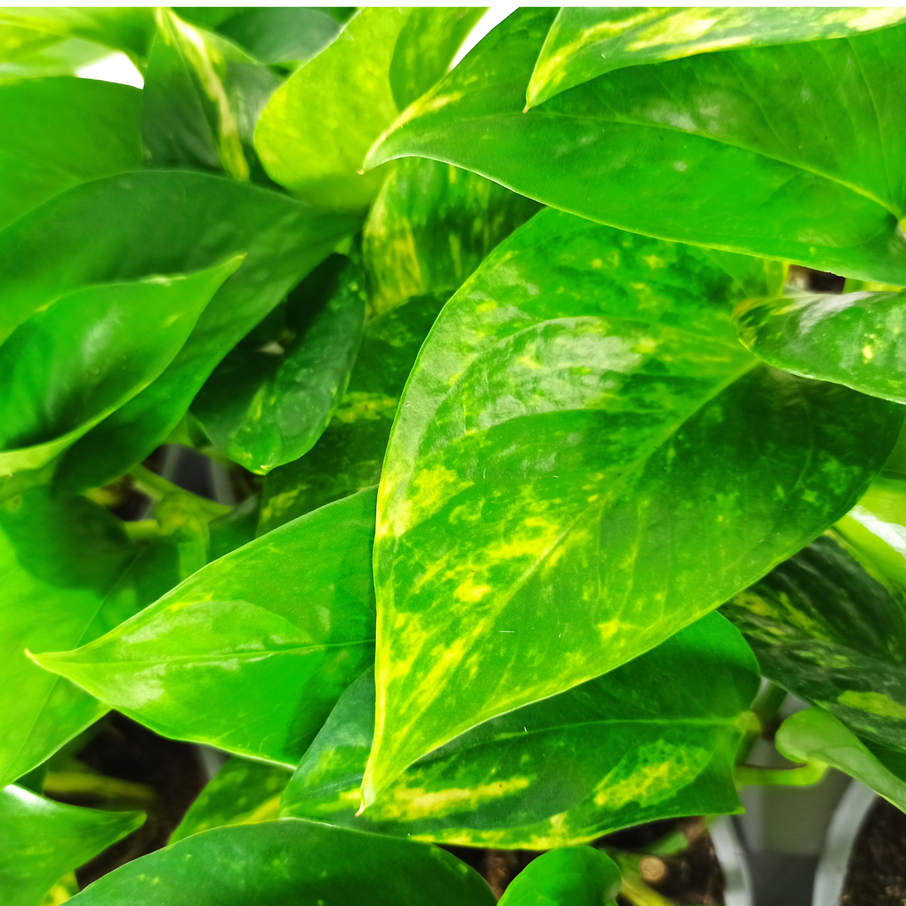 Epipremnum aureum Epipremnum złociste C1,2