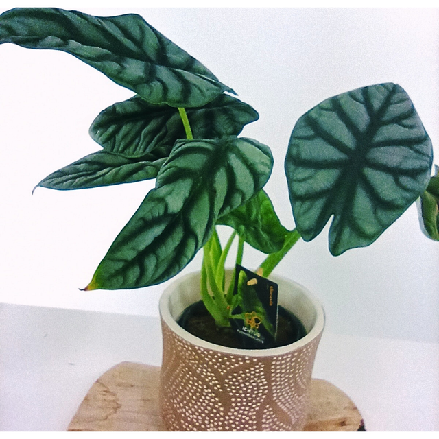 Alokazja Silver Dragon Alocasia C1,2