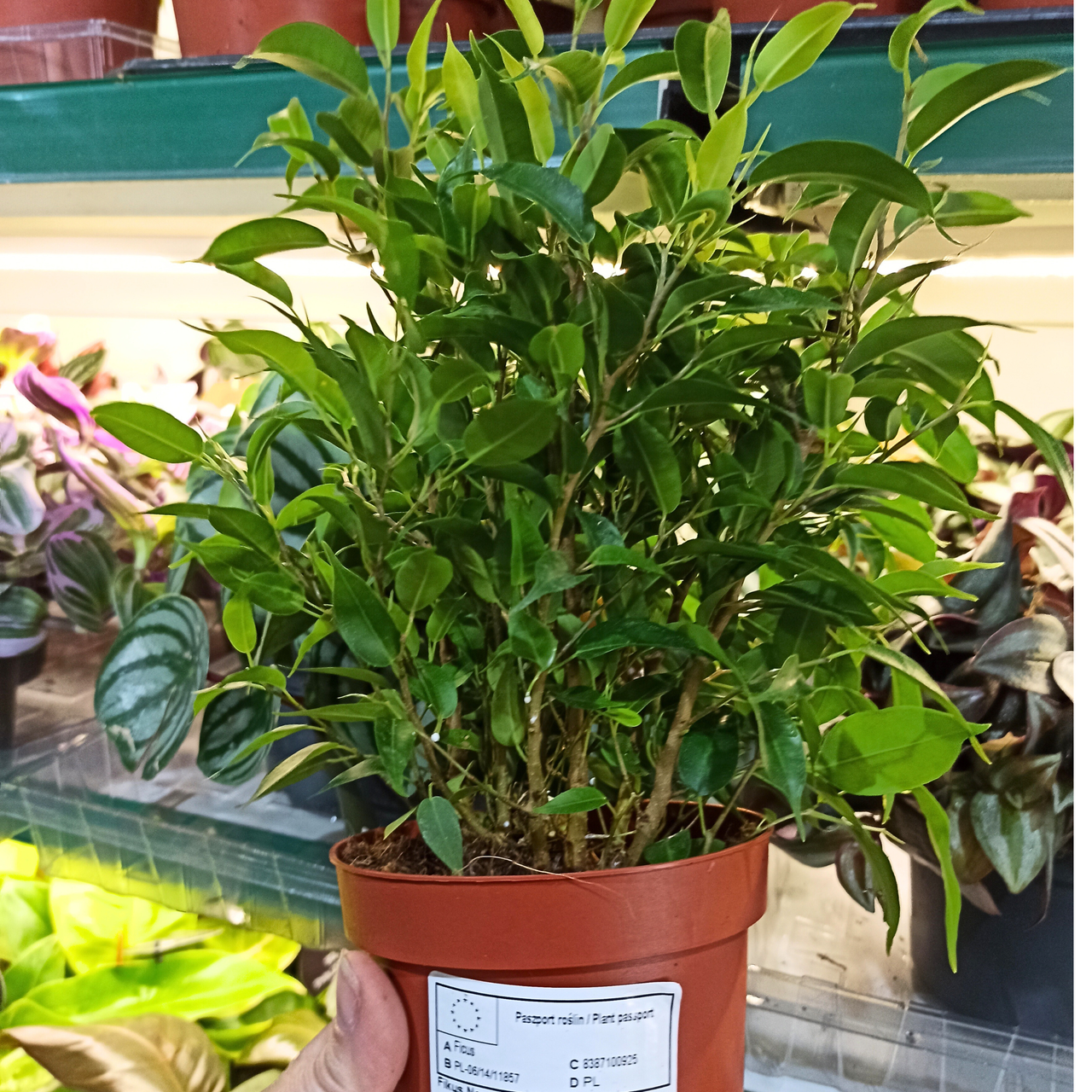 Fikus Nastasja Ficus Benjamin C1,2