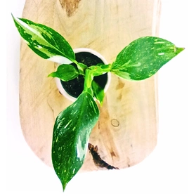 Filodendron White Wizard Philodendron C0,6