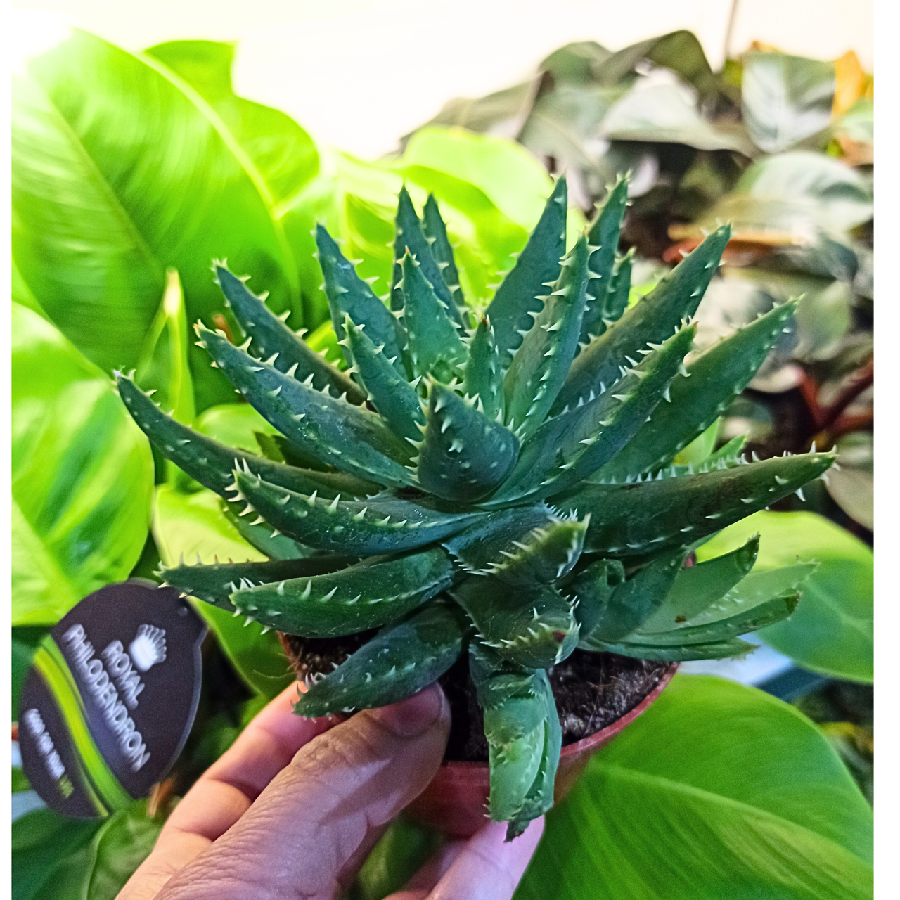 Aloes krótkolistny Aloe Brevifolia C1,0