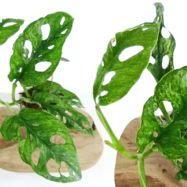 Monstera adansonii Mint C1,2