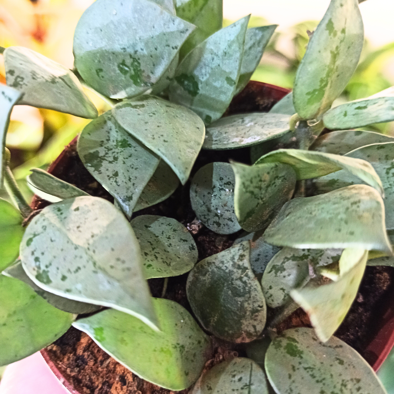 Hoya krohniana Eskimo C0,9