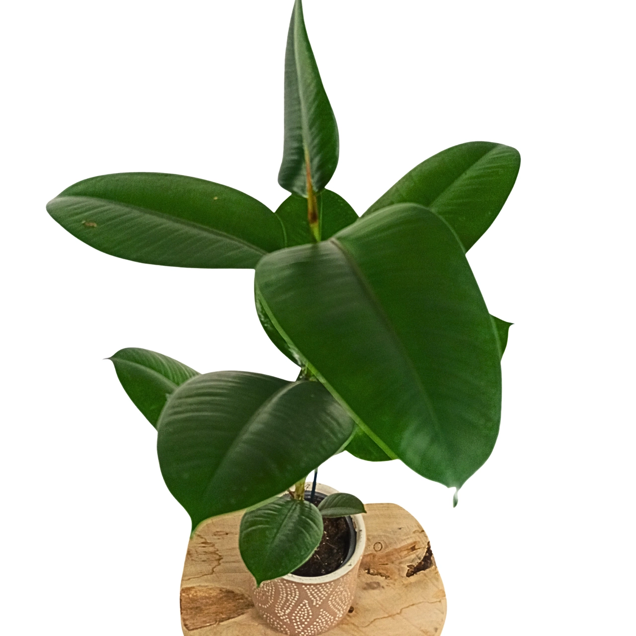 Ficus Elastica Robusta (Gummibaum) C1,2