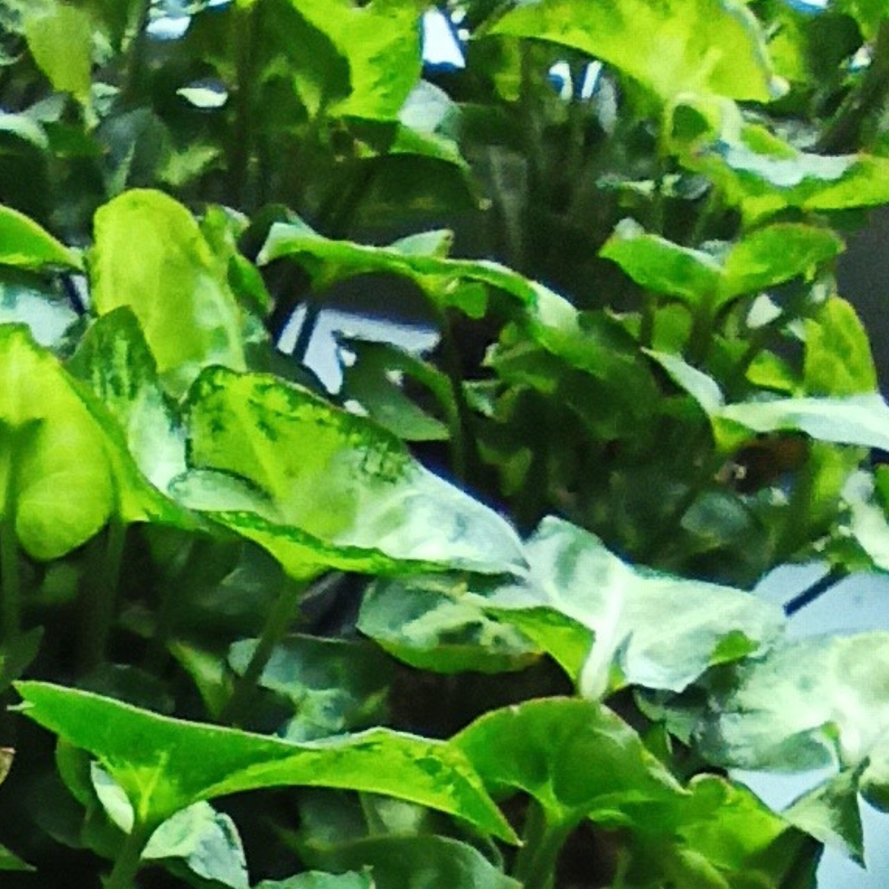 Syngonium Pixie Zroślicha C0,6