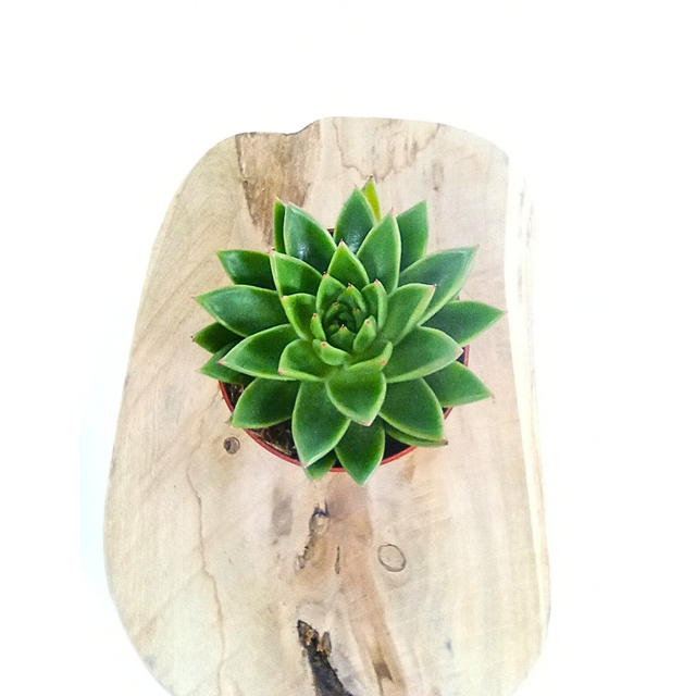 Echeveria agavoides C1,0