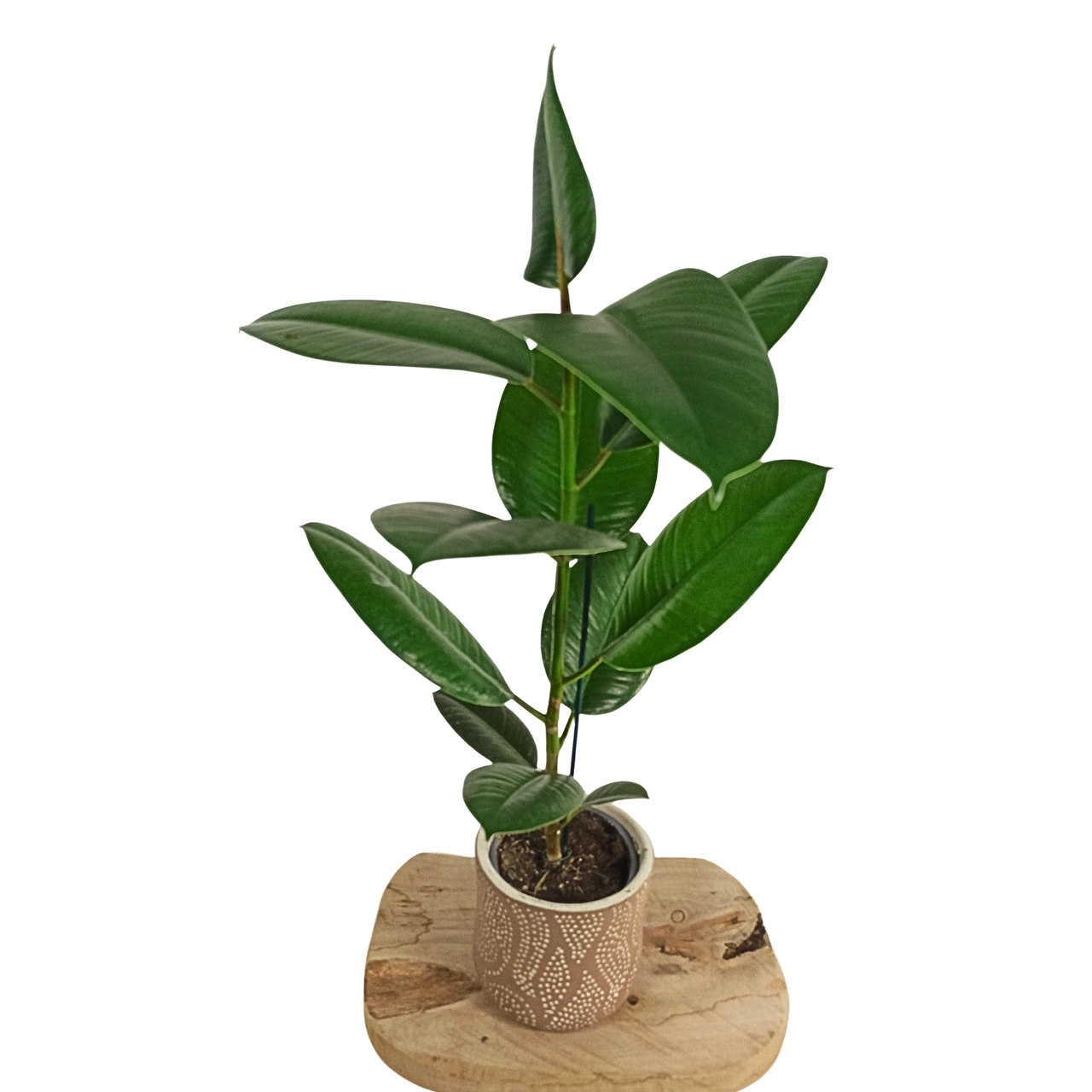 Ficus Elastica Robusta (Gummibaum) C1,2