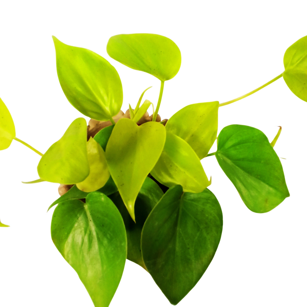 Philodendron Neon C0,9