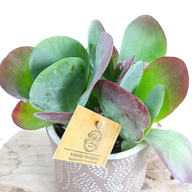 Kalanchoe thyrsiflora C1,2