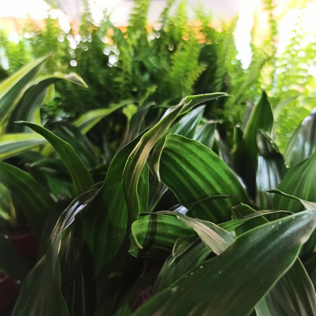 Dracaena Compacta Dracaena fragrans C1,2