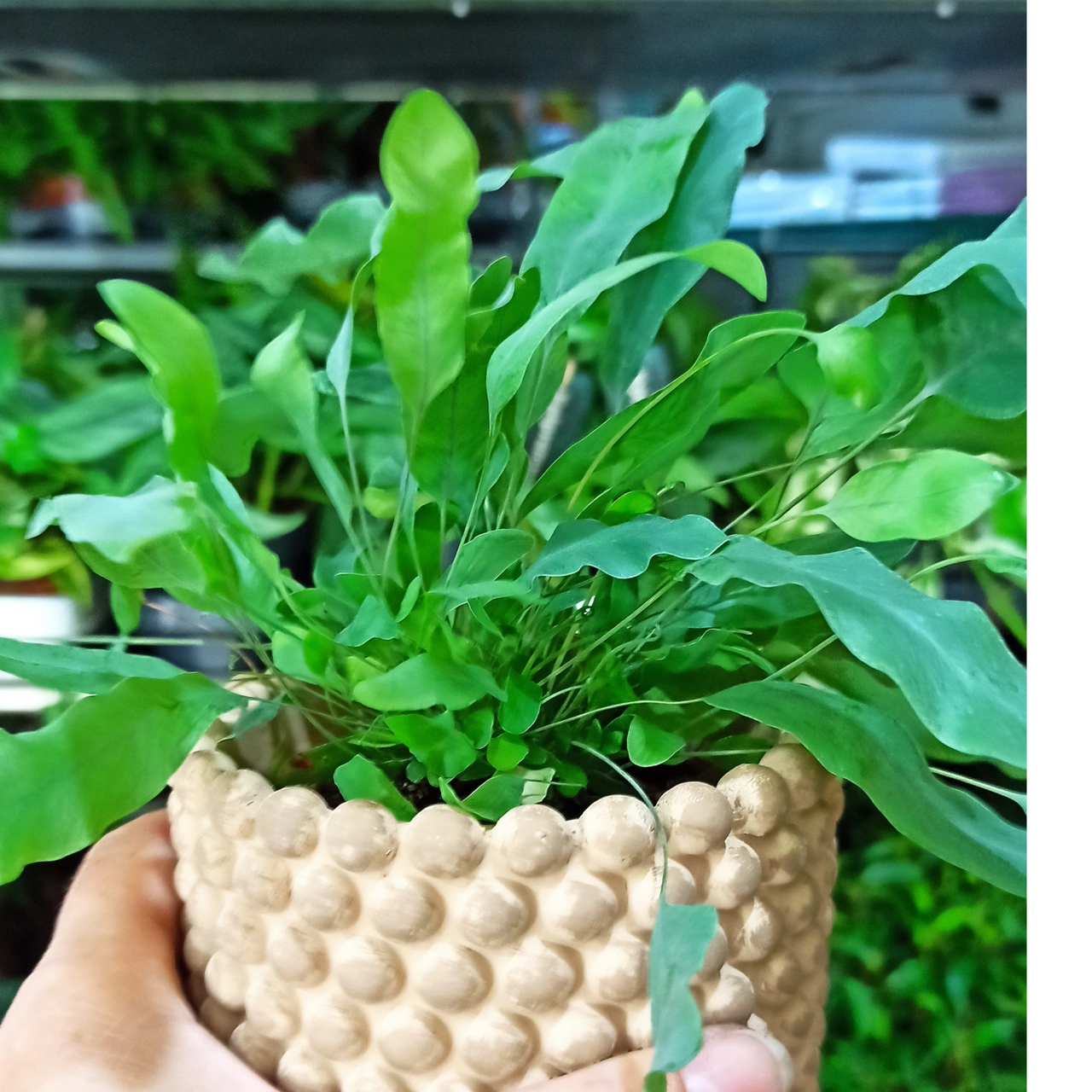 Aglaonema Peach Pearl C1,2