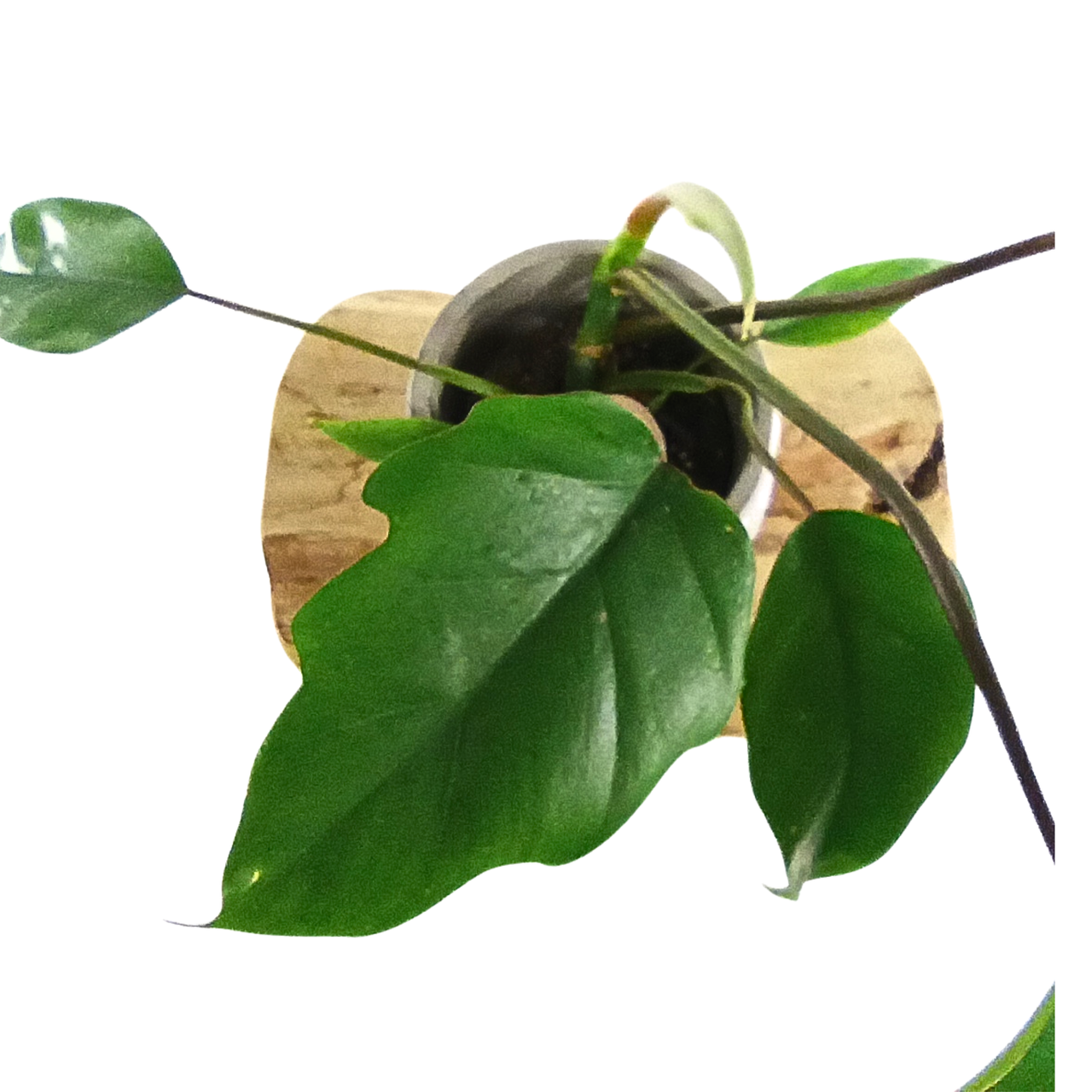 Philodendron Mayoi C1,2