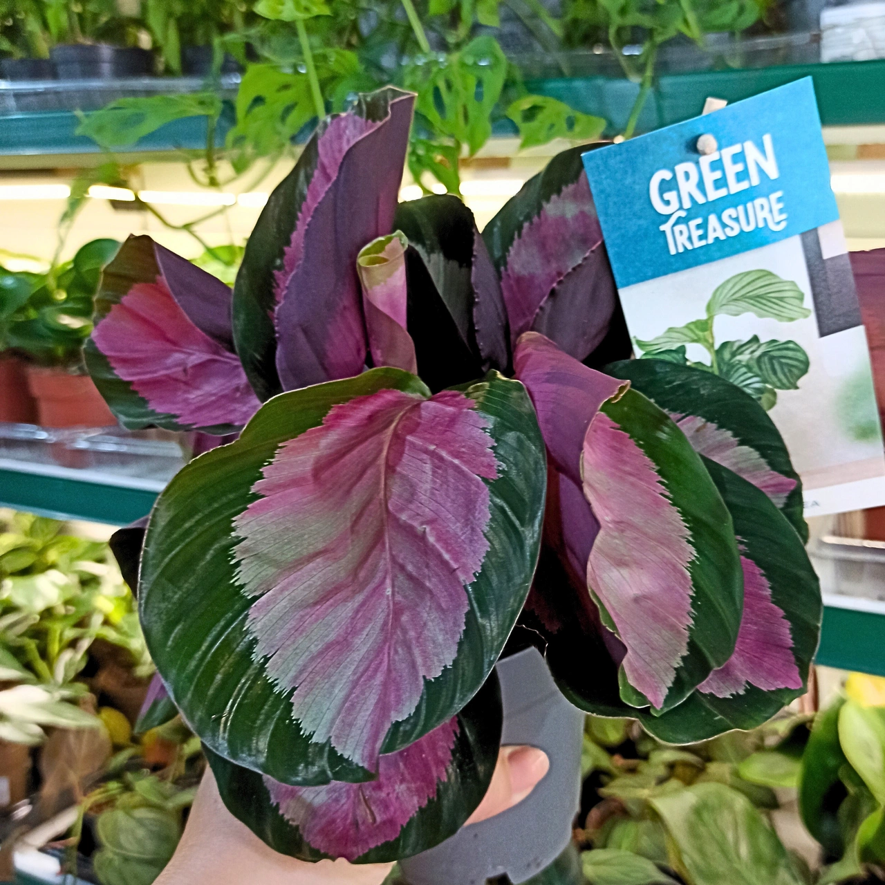 Calathea Roseopicta Rosy C1,2