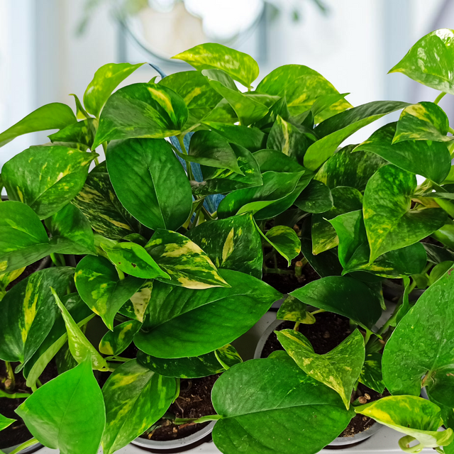 Epipremnum aureum Epipremnum złociste C1,2