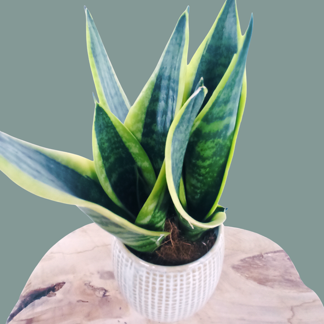 Sansewieria Futura Superba Sansevieria C0,9