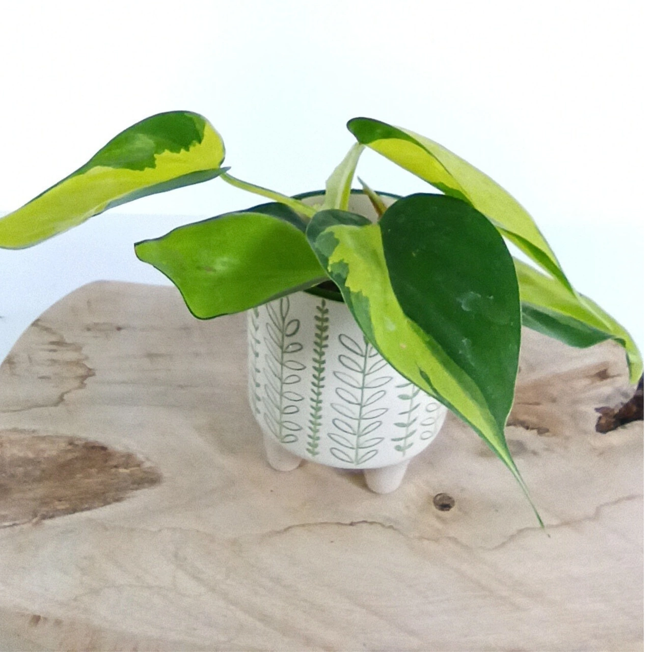 Philodendron Brasil C0,6