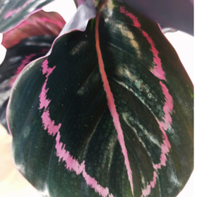 Kalatea Roseopicta Dottie Calathea C1,2