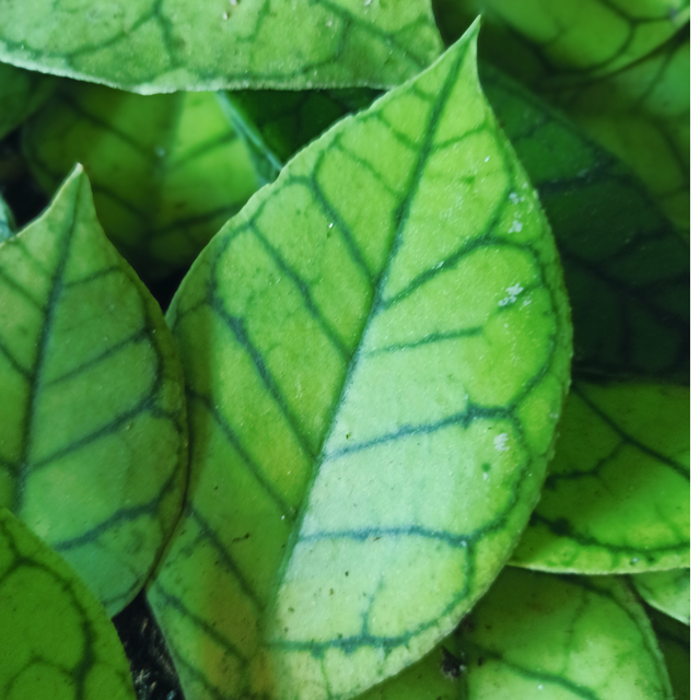 Hoya callistophylla C0,9